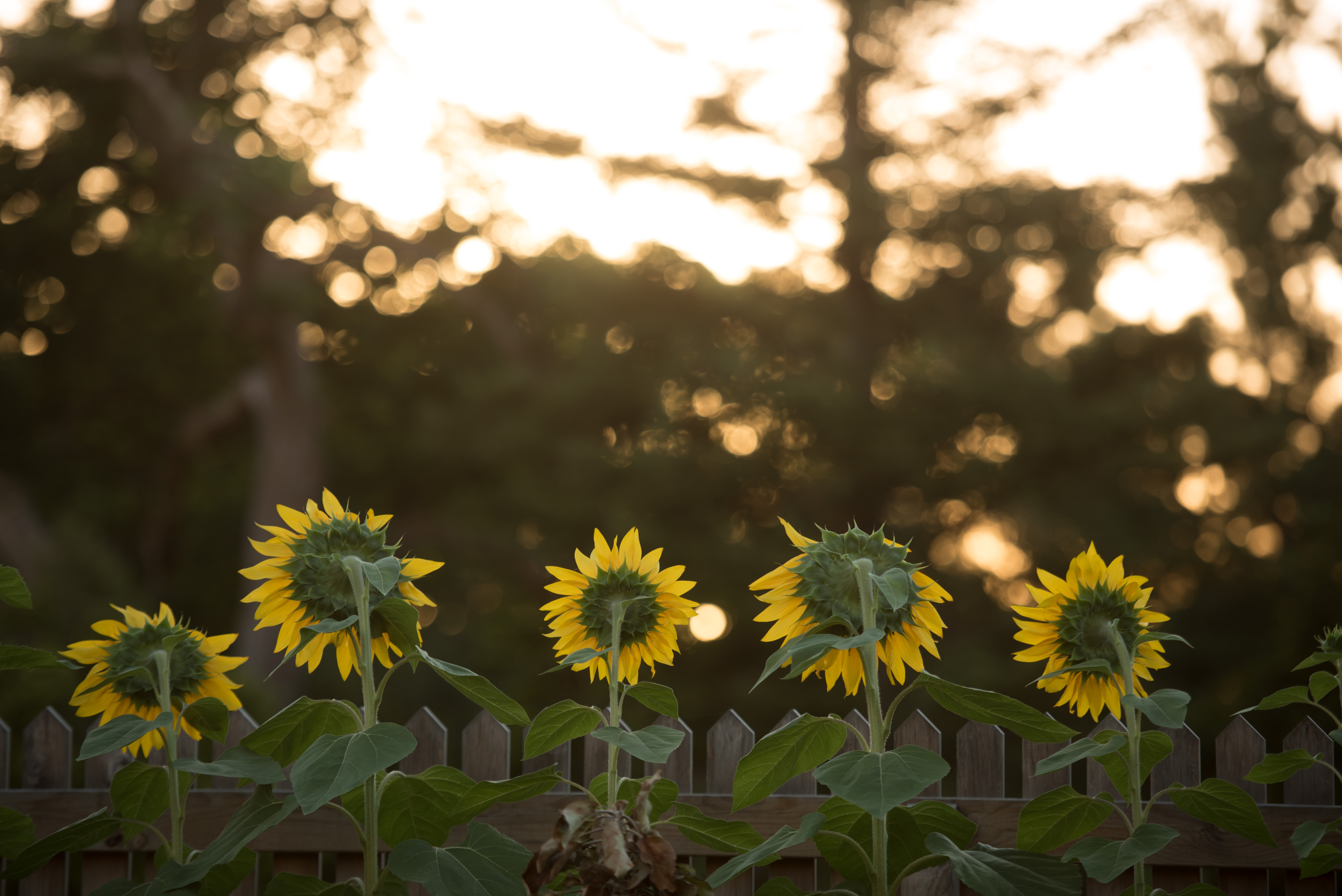 Sunflowers in the Kitchen Garden at Government House Victoria